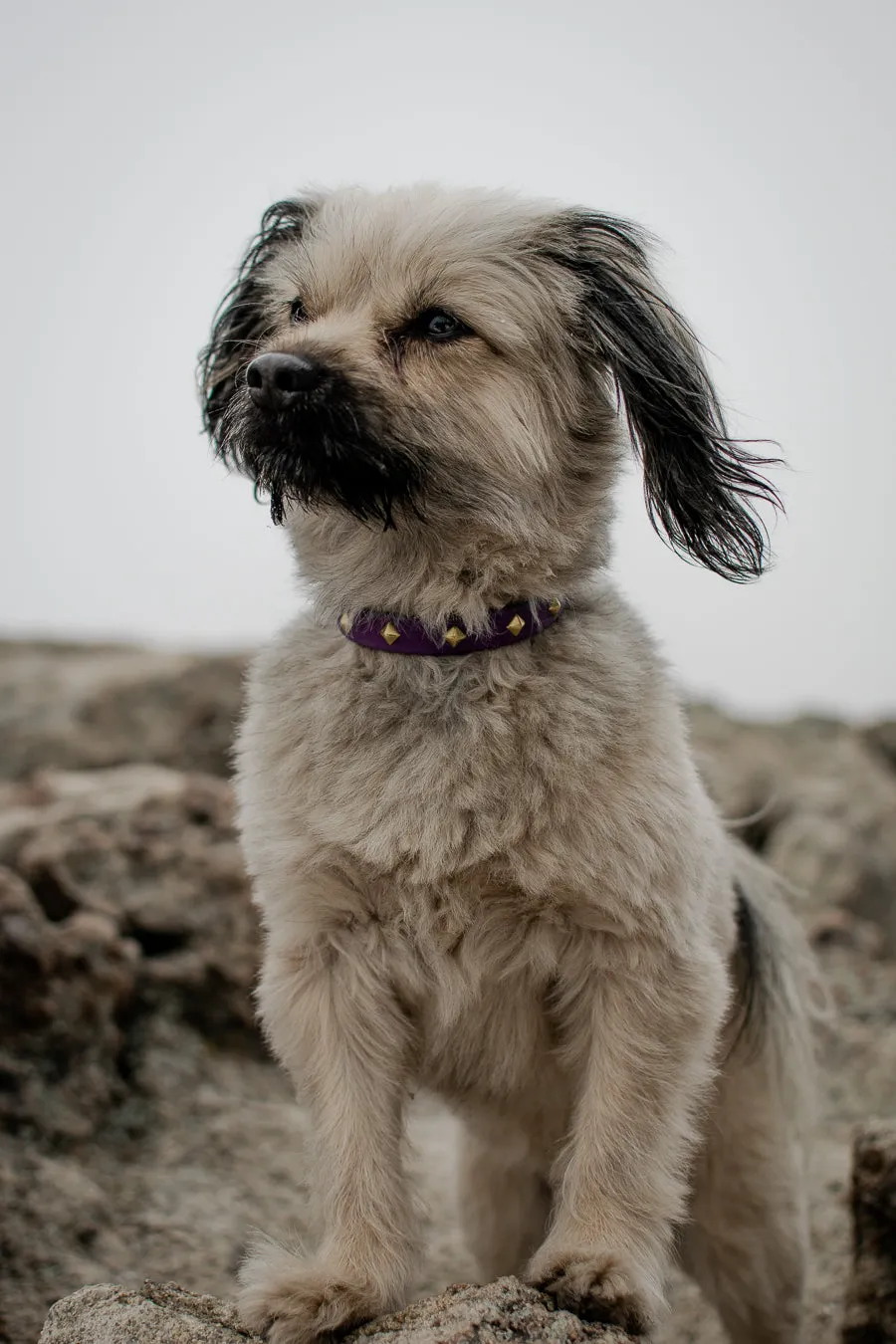 The 'Zambezi' Collar