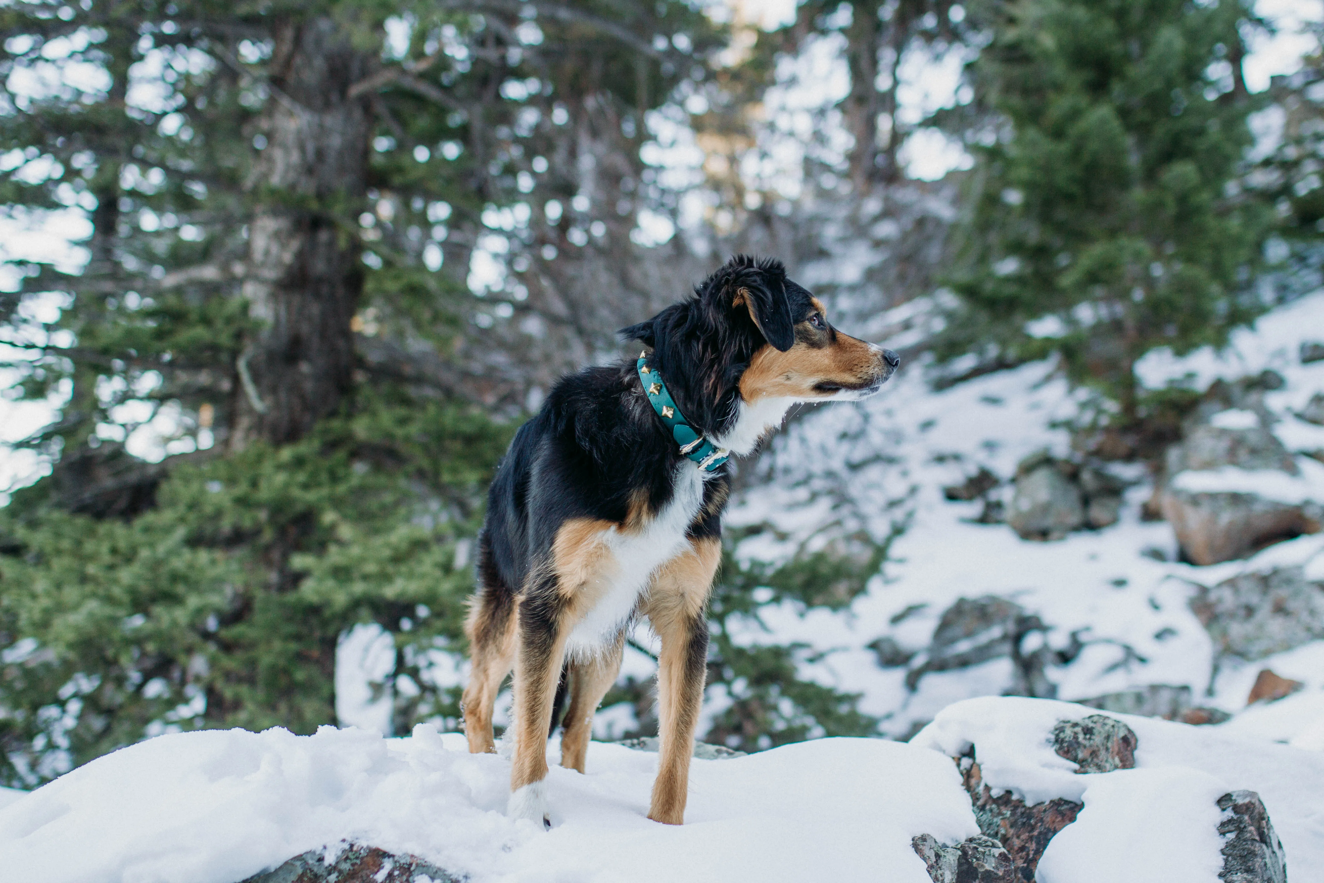 The 'Zambezi' Collar