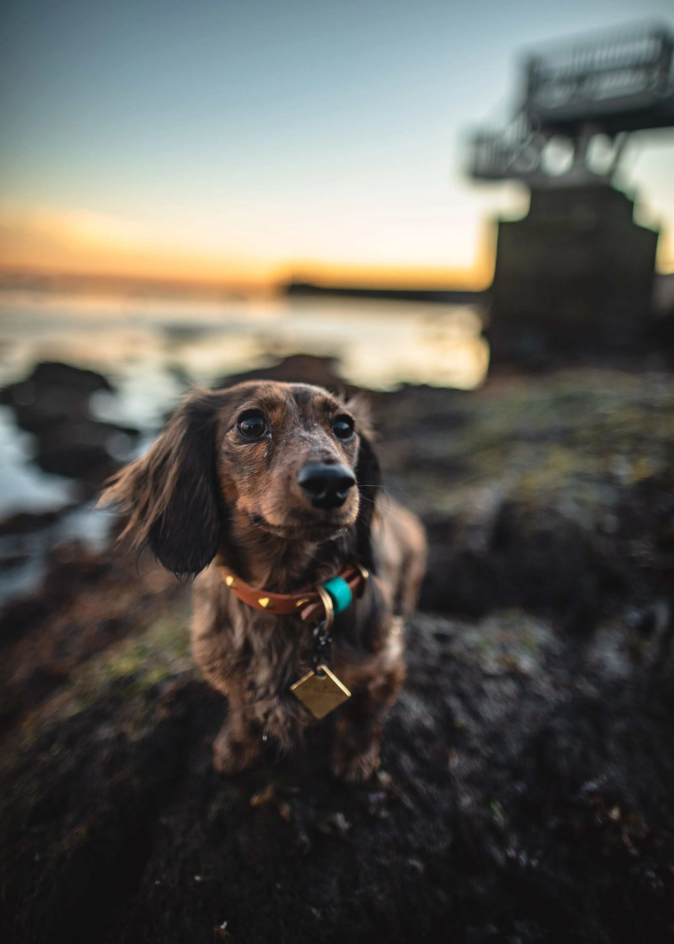 The 'Zambezi' Collar
