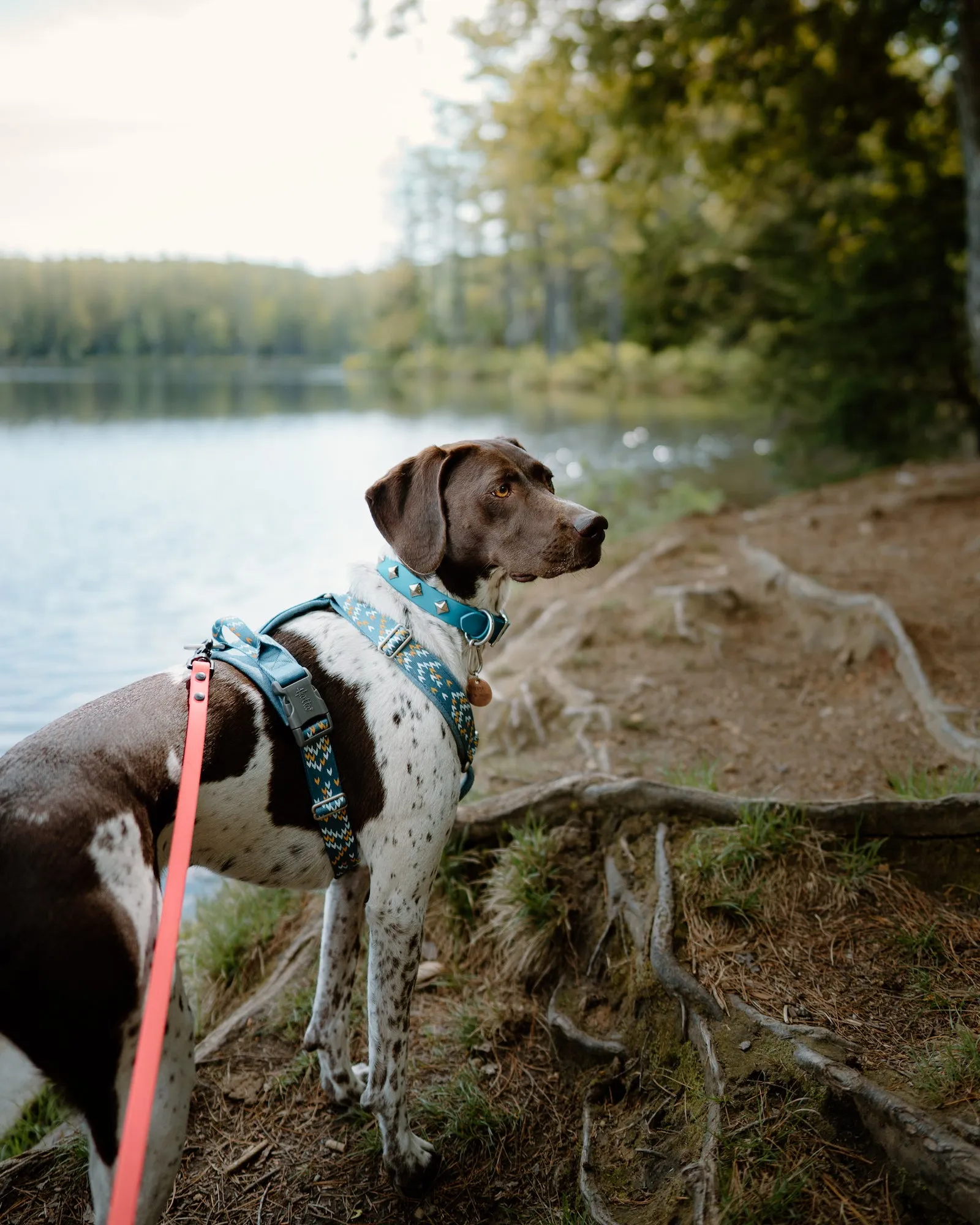 The 'Zambezi' Collar